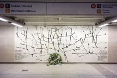 olive-tree-large-flowers-Maalbeek